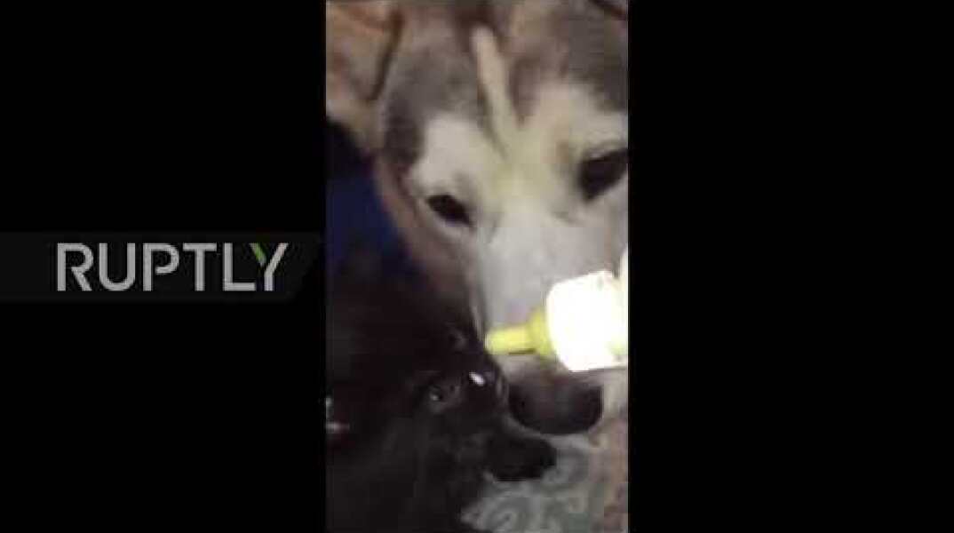 Drinking buddies? Huge dog and small cat take turns sipping their milk!