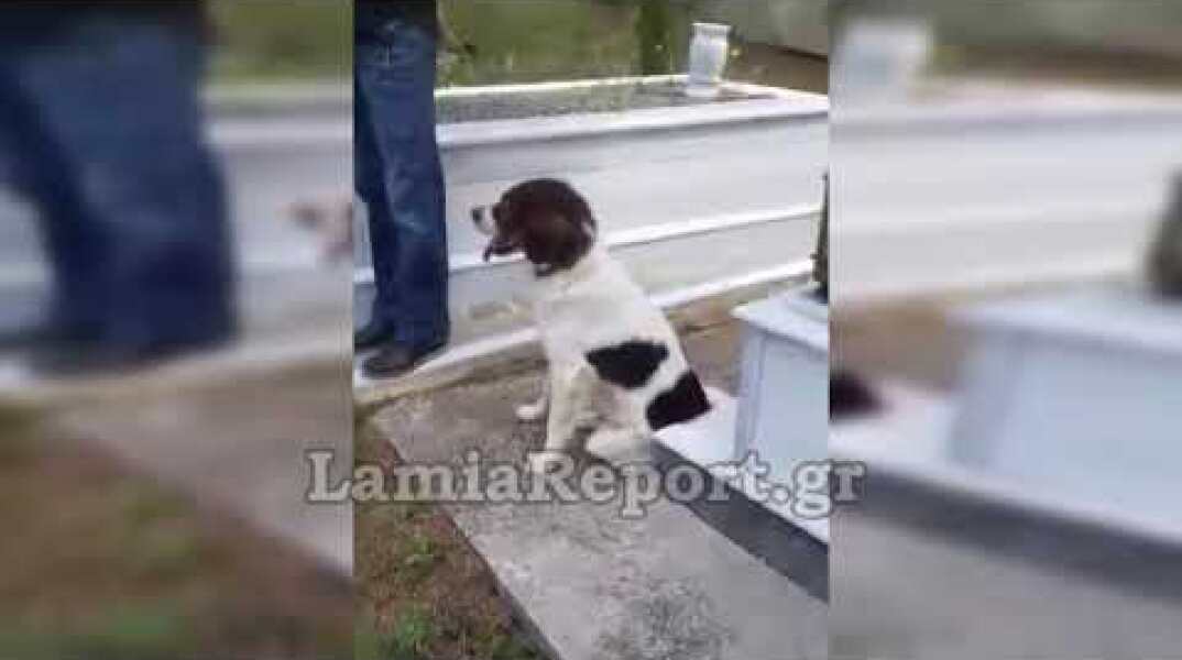 LamiaReport.gr: Απίστευτο - Ο σκύλος στην κηδεια του αφεντικού του
