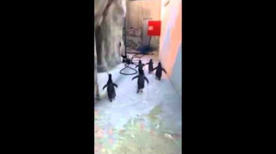 Pingvinflugt i Odense ZOO