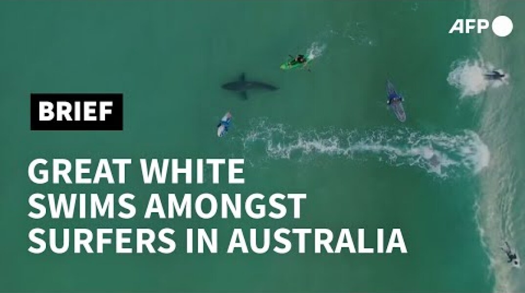 Great white shark swims amongst oblivious South African surfers | AFP