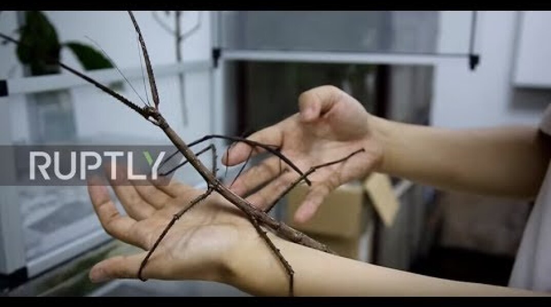 China: Insectophobics beware! The world's LARGEST bug is the length of a HUMAN ARM