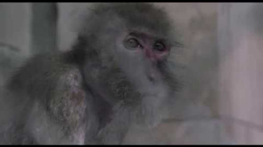 TARZAN'S TESTICLES - INTERNATIONAL TRAILER