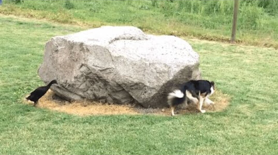 Watch As A Duck Hilariously Chases A Dog Around A Rock