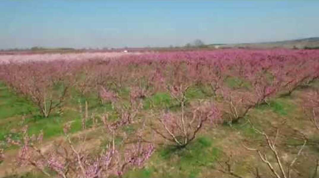 Ανθισμένες ροδακινιές στη Βέροια