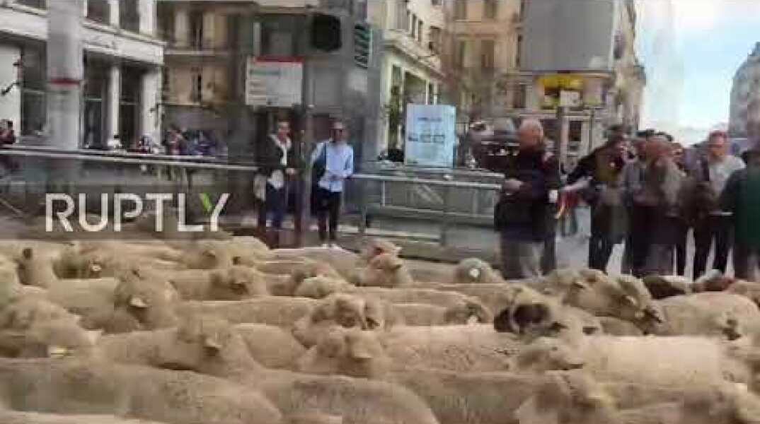 France: 1,200 SHEEP march through Lyon in protest against wolf attacks