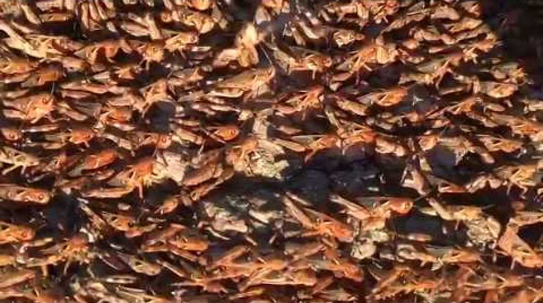 Sardinia's locust infestation is worst in 70 years