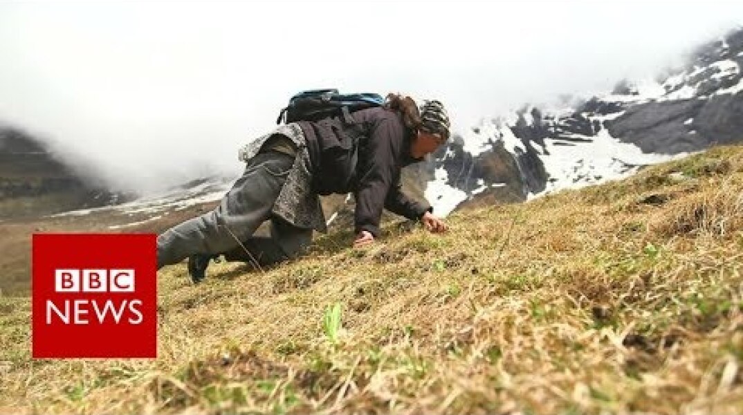 The perilous search for 'Himalayan viagra' - BBC News