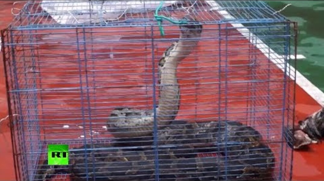 2.6-meter python caught by police after eating chicken at Chinese home (DISTURBING)