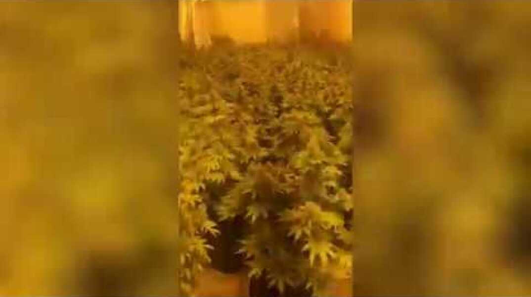 Εντοπίσθηκε πλήρως οργανωμένο και εξοπλισμένο εργαστήριο-φυτώριο υδροπονικής κάνναβης