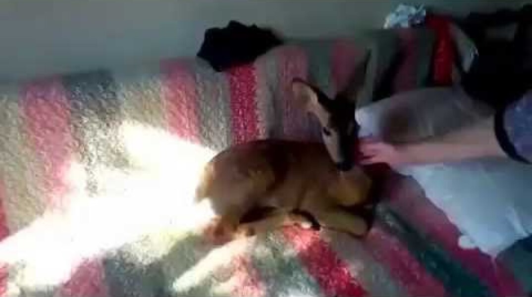 Ζαρκάδι ζει μεσα σε σπιτι,απιστευτο βιντεο