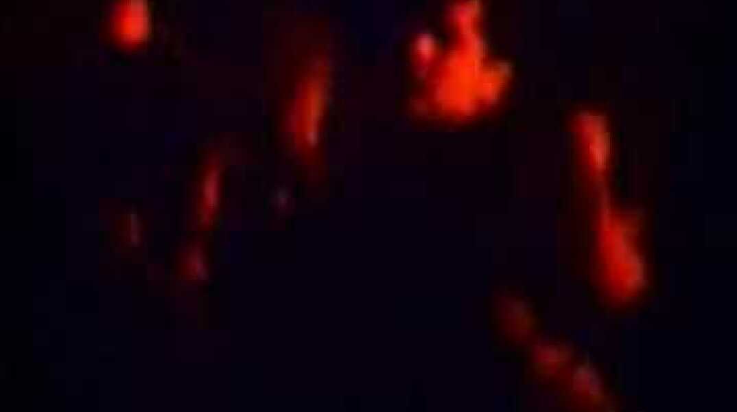 PJ Harvey - Sheela Na Gig