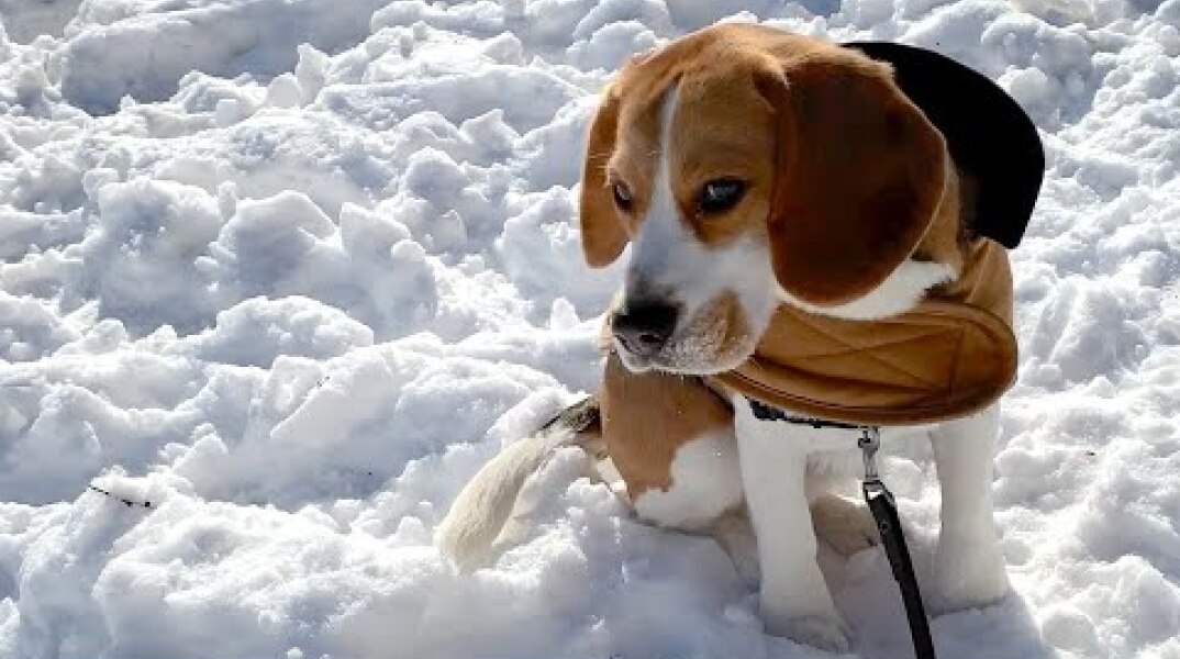 Cute beagle meets the polar vortex