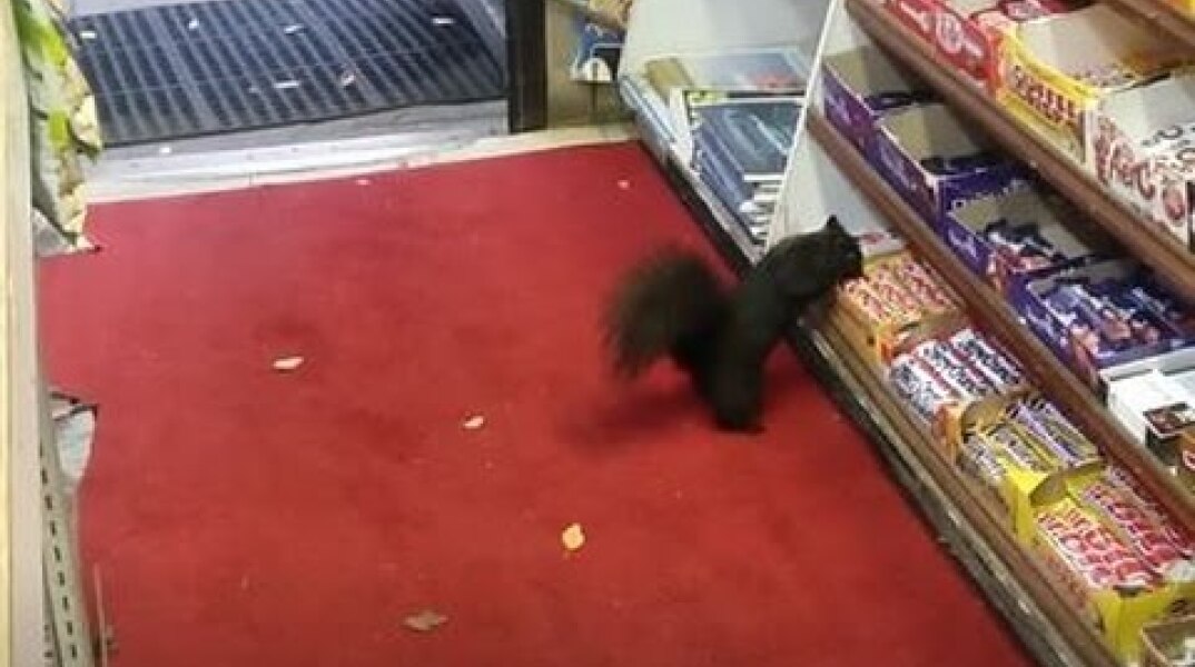 SQUIRREL STEALS CHOCOLATE BAR: Crunchie Caper