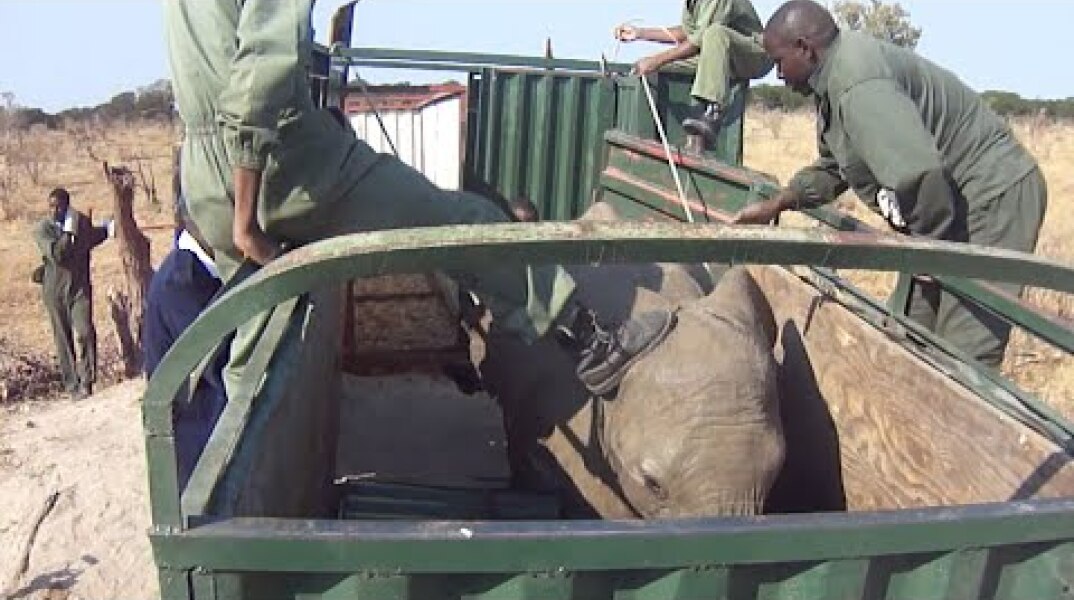 Exclusive footage of young wild elephants being captured in Zimbabwe
