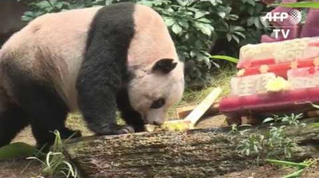 Hong Kong giant panda Jia Jia was oldest ever in captivity