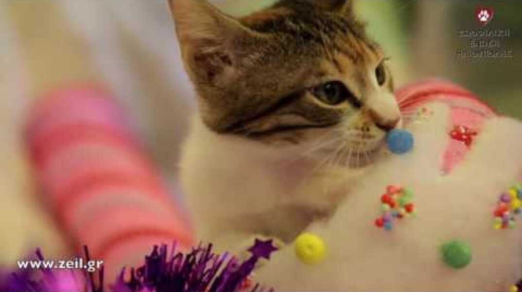 ΧΡΙΣΤΟΥΓΕΝΝΙΑΤΙΚΟ ΠΑΖΑΡΙ  ΖΩΟΦΙΛΙΚΗΣ ΕΝΩΣΗΣ ΗΛΙΟΥΠΟΛΗΣ 2016