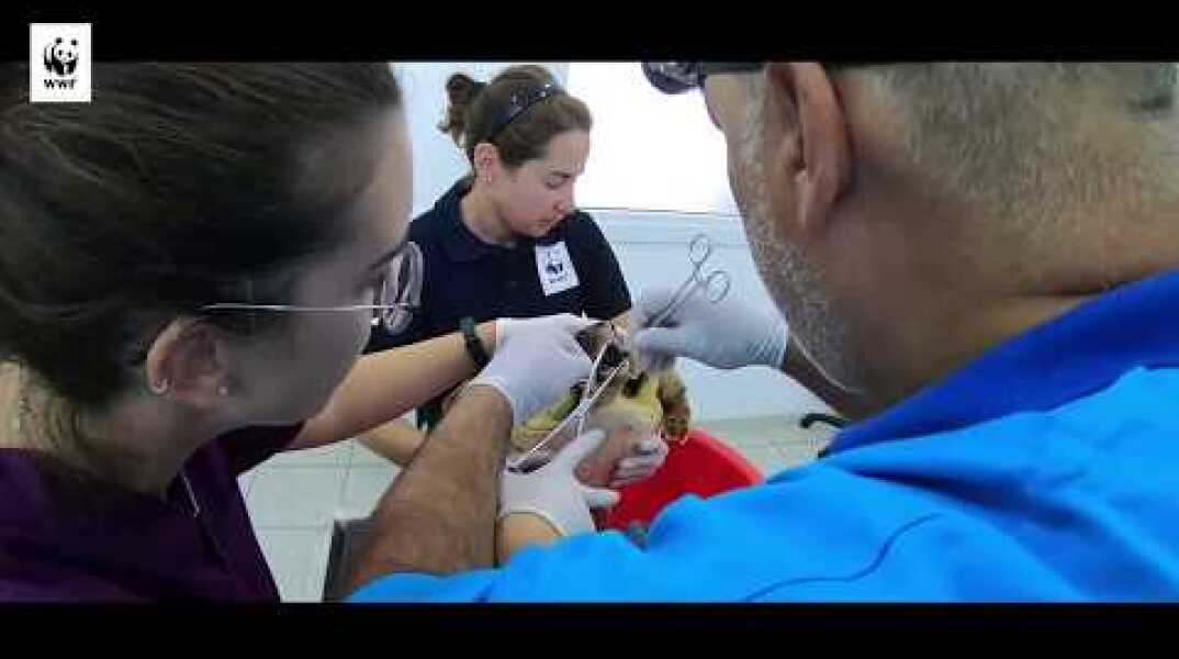 Διάσωση θαλάσσιας χελώνας στη Σύρο