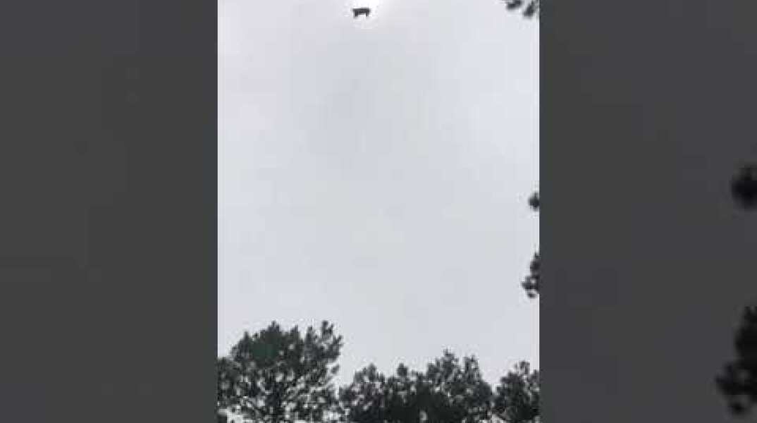 tiran un cerdo desde un helicóptero/ they throw a pig from a helicopter