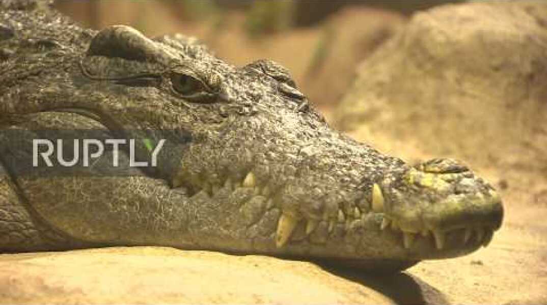 Russia: WWII era alligator Saturn dies in Moscow zoo *ARCHIVE*