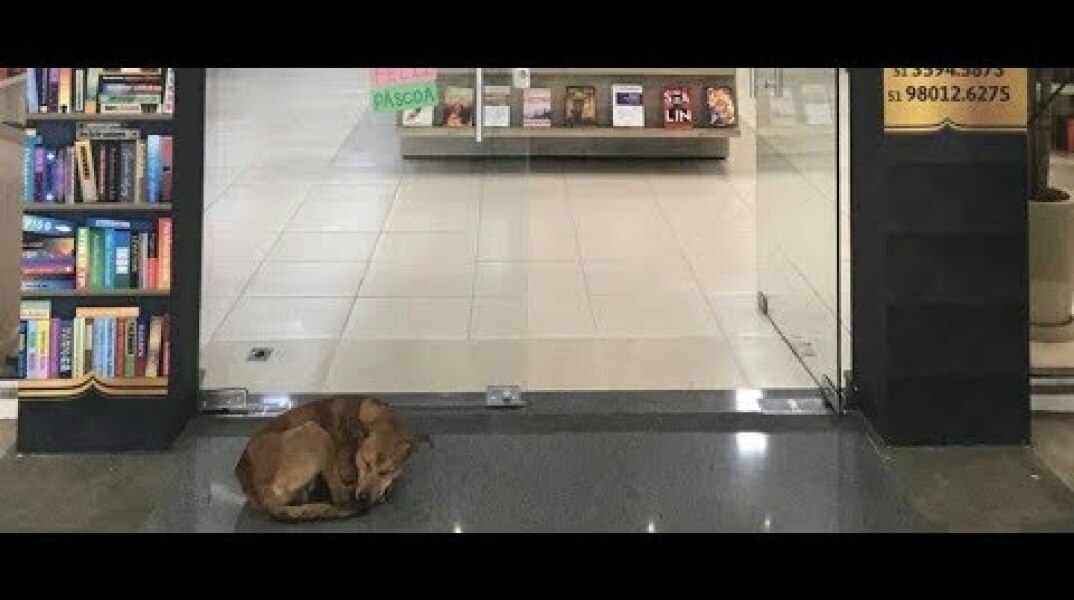 Cachorro tenta roubar livro de Elena Ferrante e viraliza na web