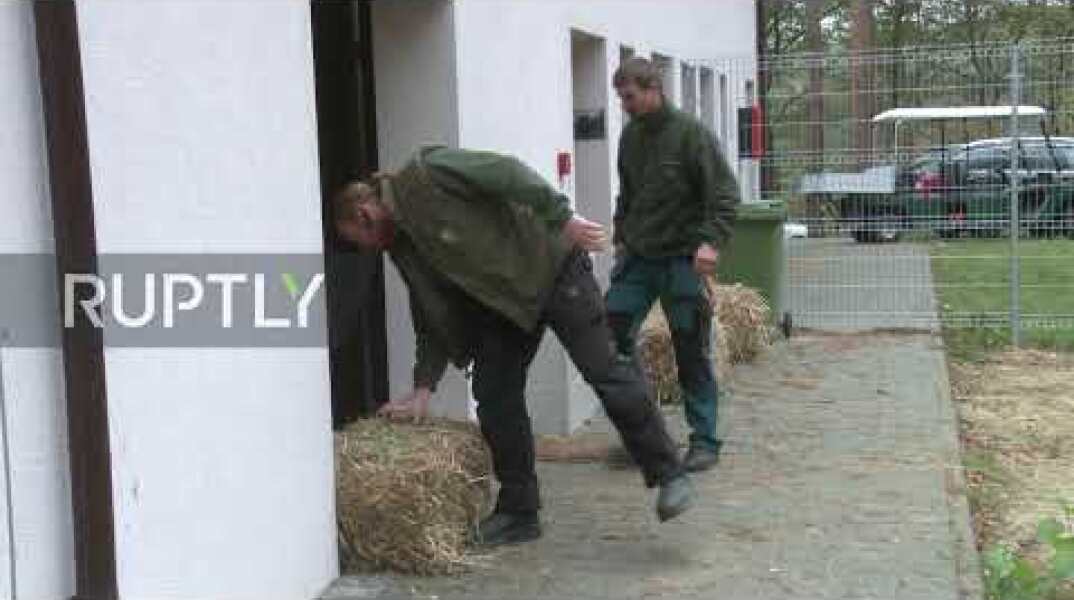 Rescued tigers find shelter in Poland's Poznan zoo