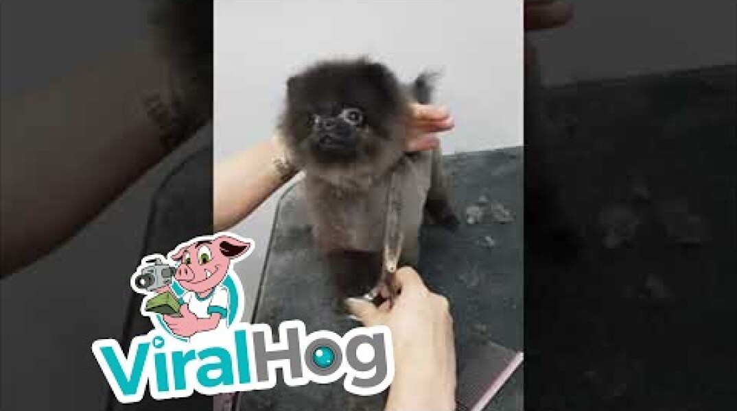Puppies Grooming Dance || ViralHog