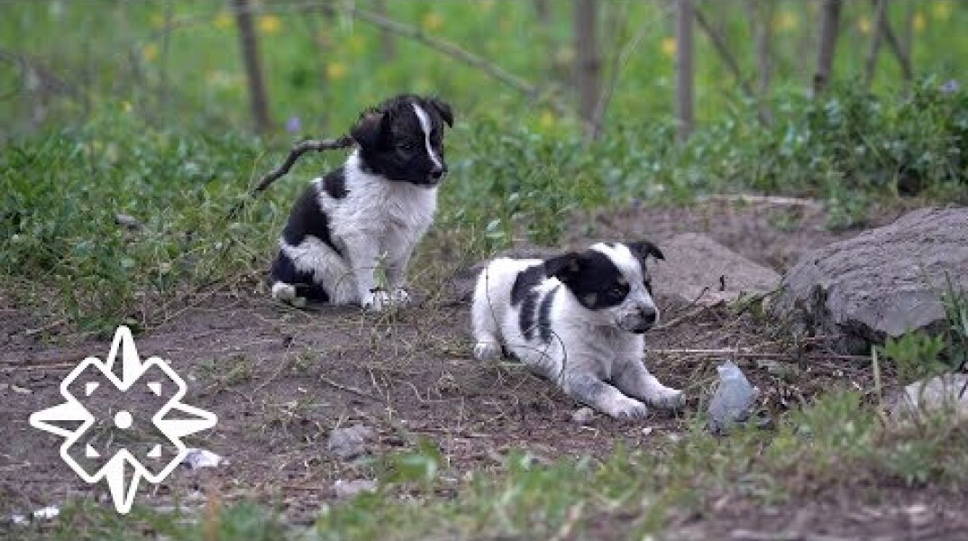 The Puppies of Chernobyl