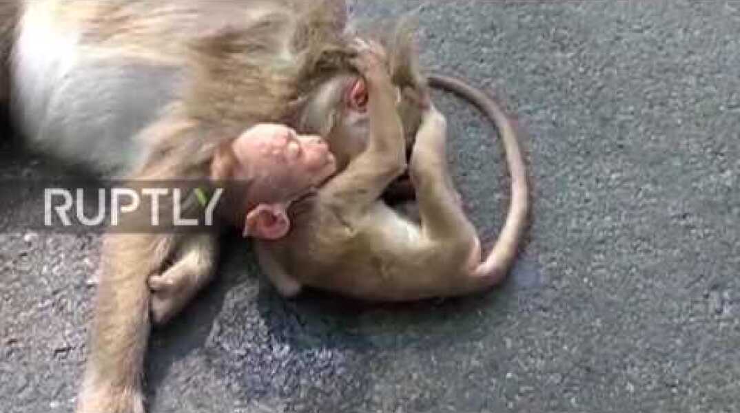 India: Baby monkey mourns its mother on roadside