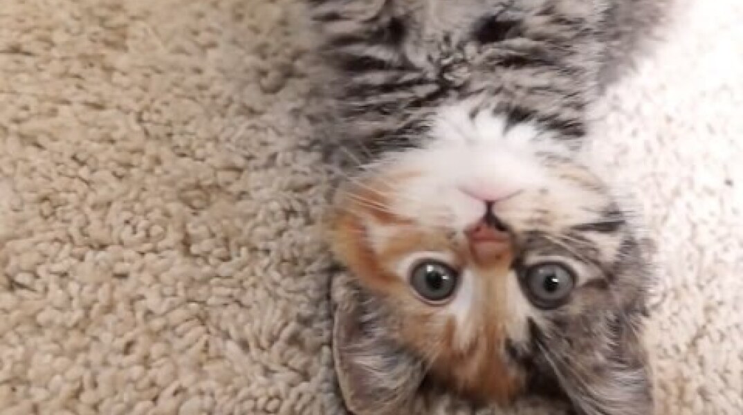I'm Little Maci! *** Am I the cutest kitten on Youtube? *** ♡