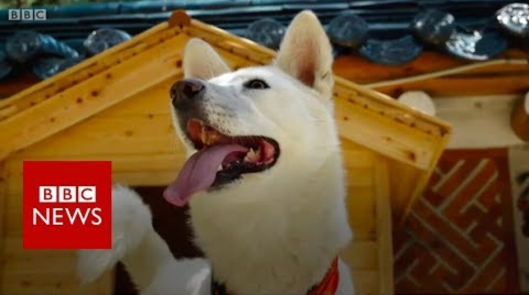 Kim Jong-un’s gift of dogs and other signs of friendship - BBC News