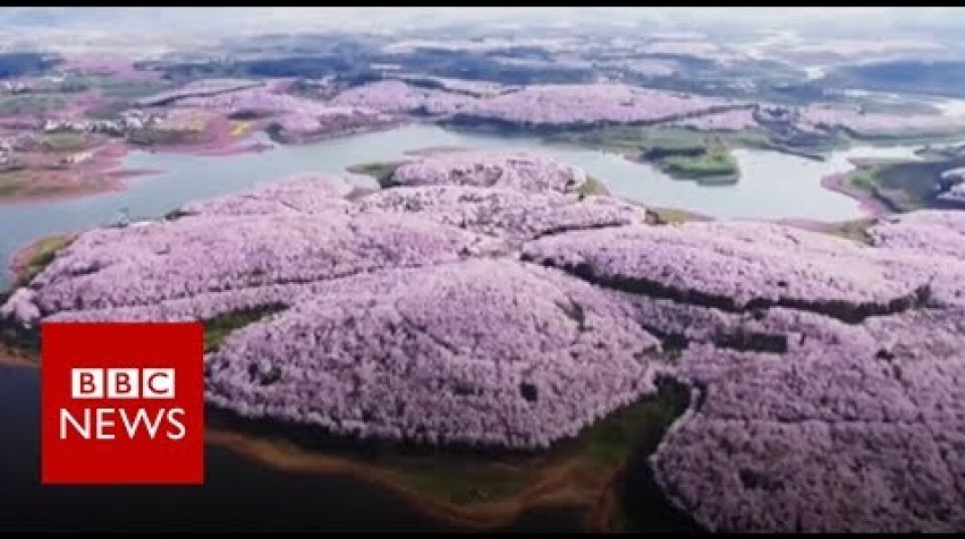 Drone captures stunning China blossoms - BBC News