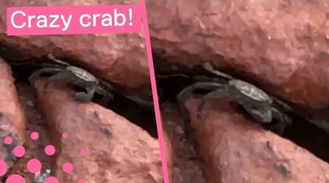 Sassy Crab Makes Threatening Gesture to Filmer