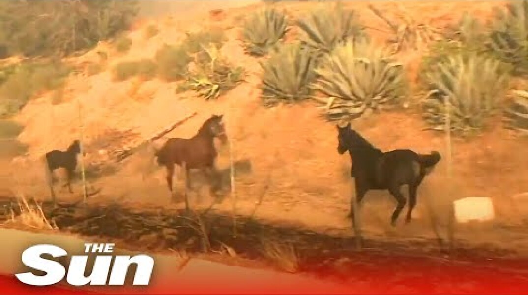 Heroic horse charges towards fire to rescue his family in California
