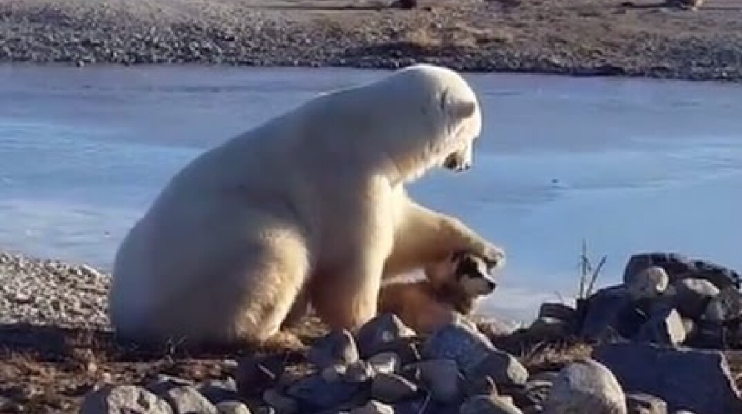 Wild Polar Bear Pets Dog