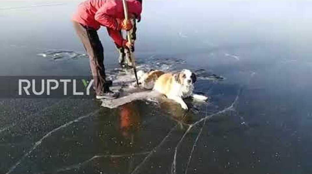 Ruff day! Rescuers pull dog from frozen lake in Chita