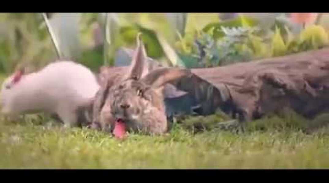 Polish Government campaign urges public to breed like rabbits
