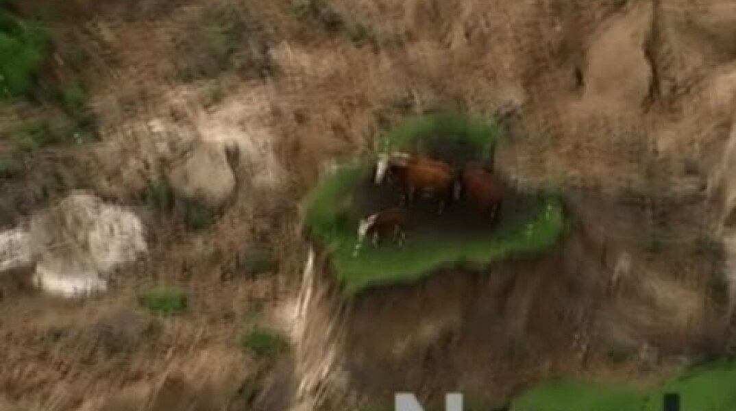 Raw: New Zealand Earthquake Strands Cows
