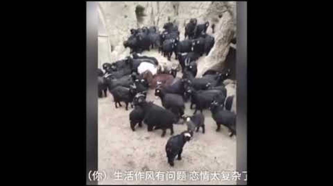 Hilarious video shows Chinese farmer holding a meeting with his goats