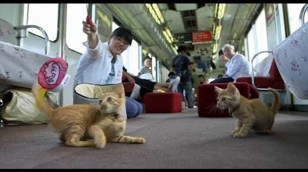 Passengers enjoy Japan’s first cat cafe on a moving train