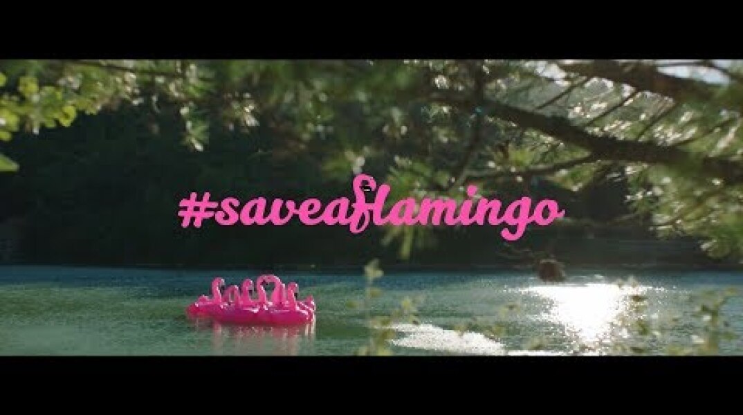 #saveaflamingo