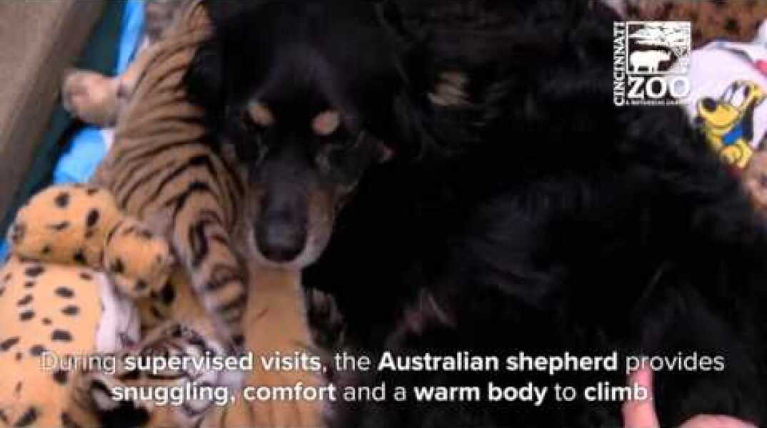 Australian Shepherd Filling in as Parent to One-Month-Old Tiger Cubs - Cincinnati Zoo