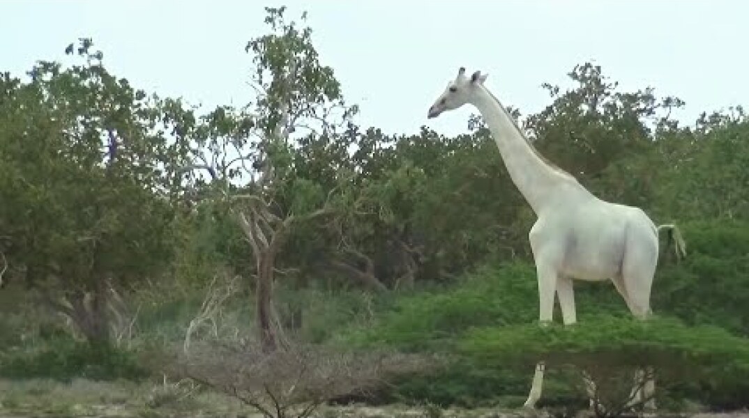 Rare white giraffes caught on camera in Kenya