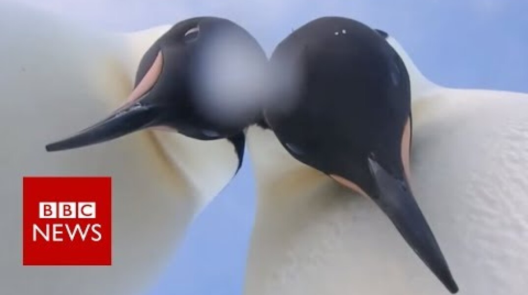 Penguins pose for a selfie - BBC News