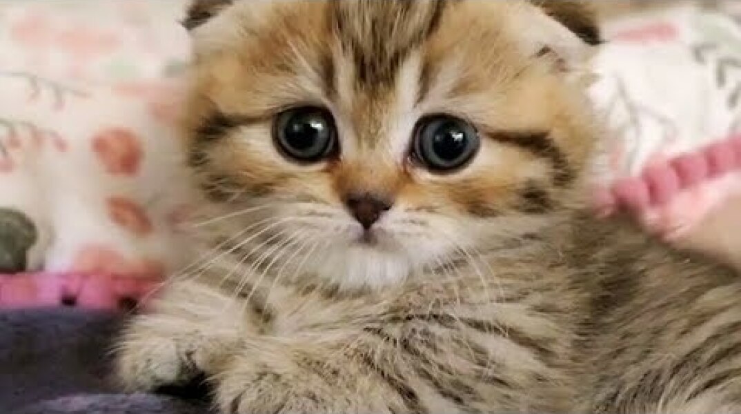 This Little Kitten Will Instantly Improve Your Day