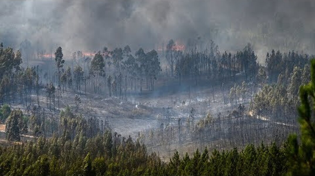 Aftermath of forest fires in central Portugal