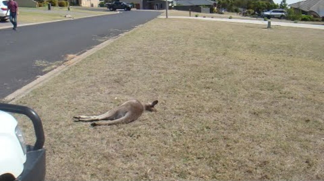 Kangaroos killed in apparent hit-and-run spree