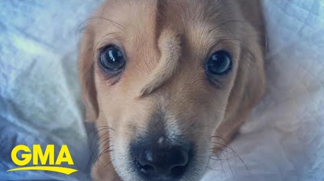 Rescue puppy named Narwhal has a tail on his forehead and is 'perfectly healthy'  l GMA Digital