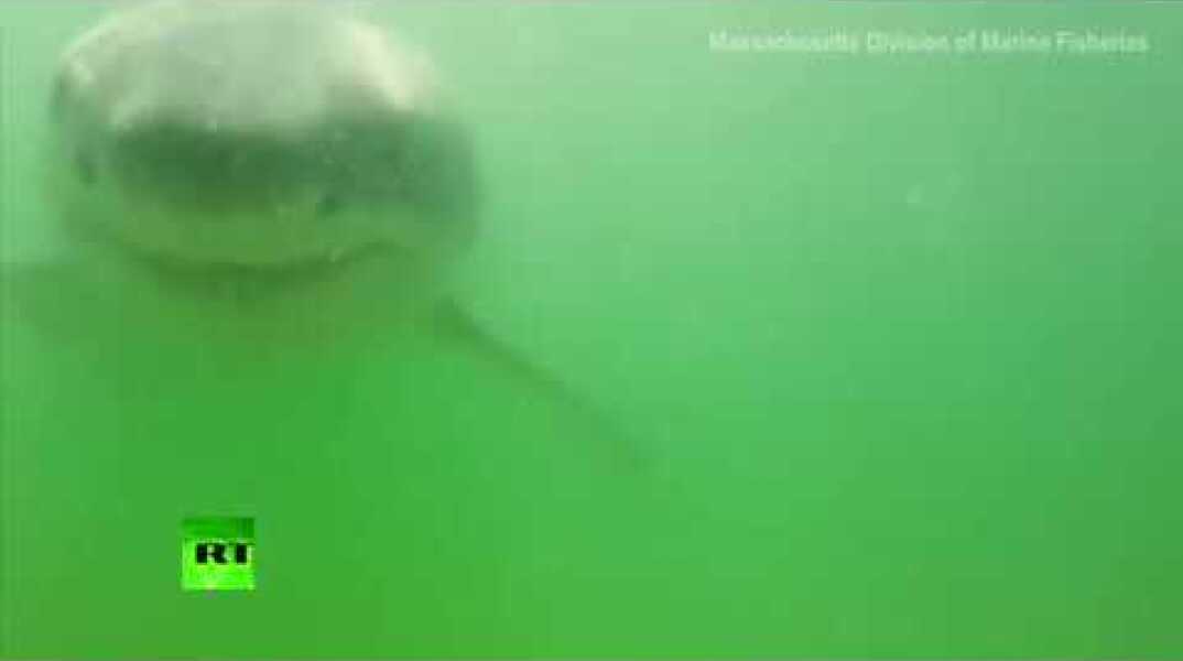 RAW: Great white shark clamps jaws on underwater cam (RARE FOOTAGE)