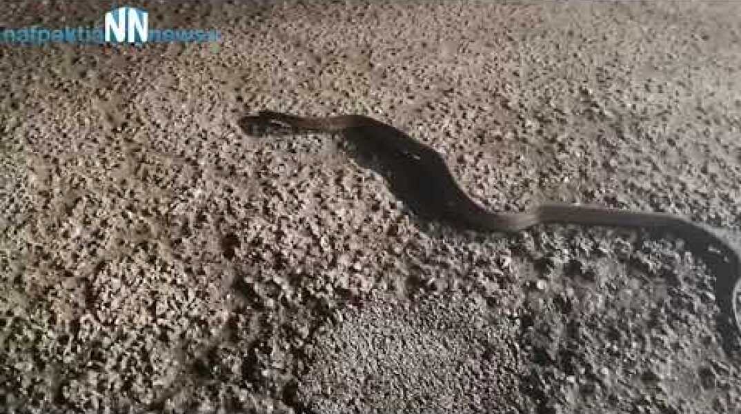 Nafpaktia news:Απίστευτο!!!Φίδι βγήκε "βόλτα" με παγωνιά στην Γαβρολίμνη