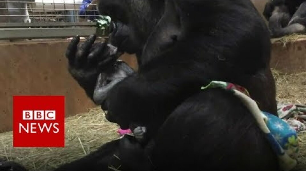 Gorilla gives birth at Smithsonian National Zoo - BBC News